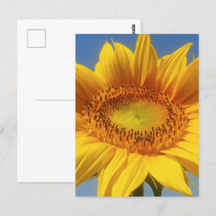 Carte Postale Tournesol jaune