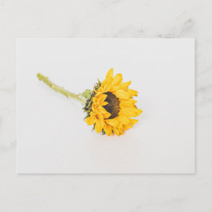 Carte Postale Tournesol jaune