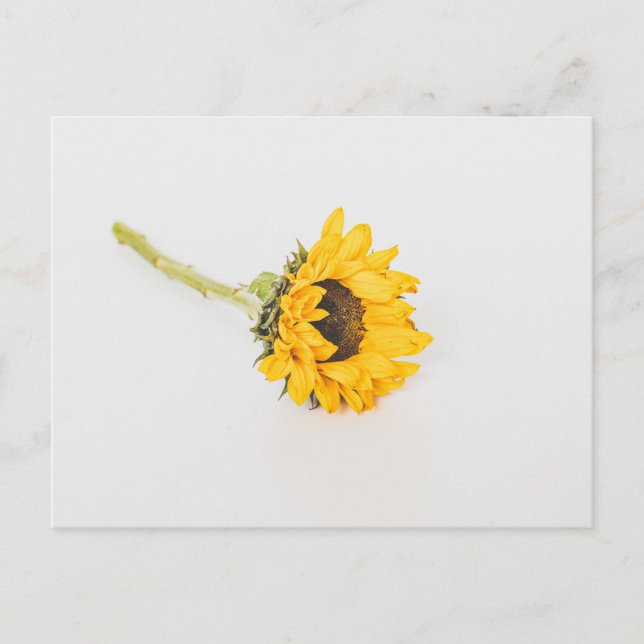 Carte Postale Tournesol jaune (Devant)