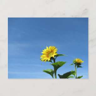 Carte Postale Tournesol jaune et ciel bleu