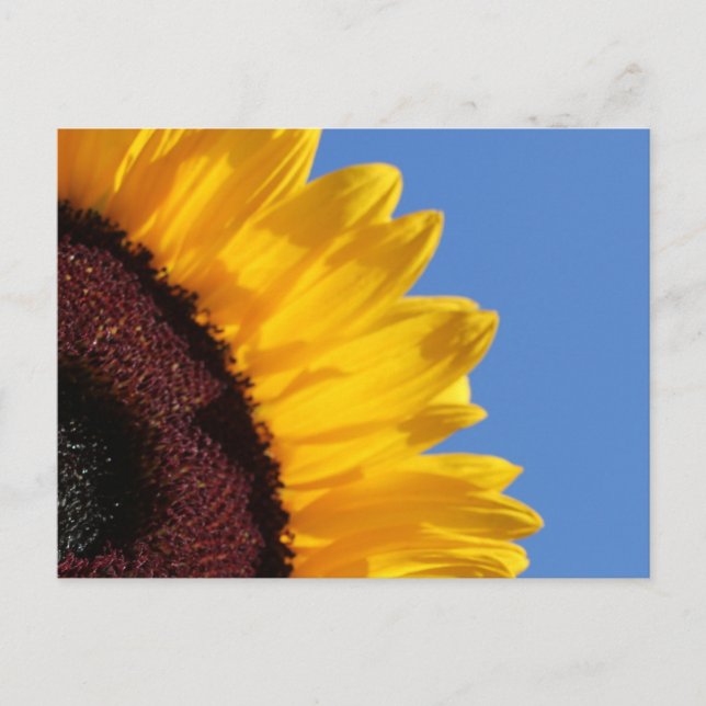 Carte Postale Tournesol jaune et ciel bleu (Devant)