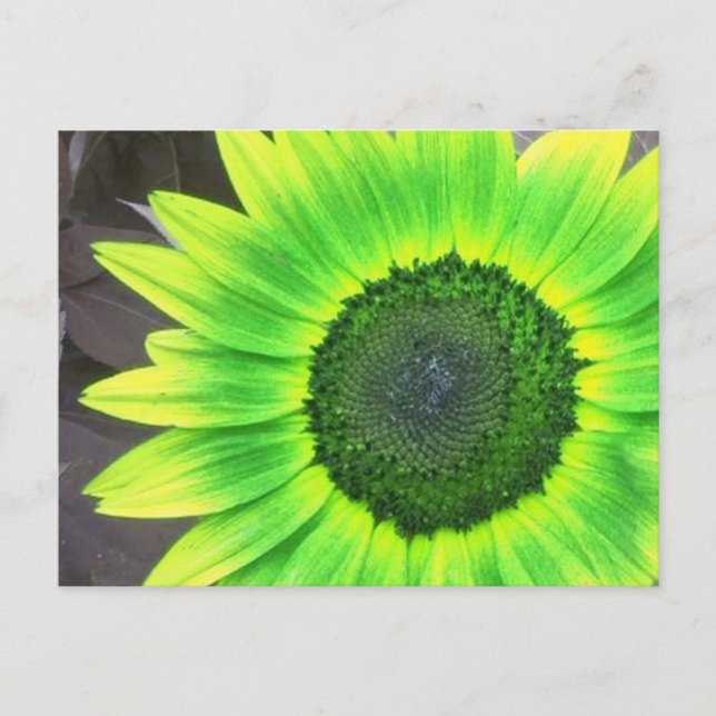 Carte Postale Tournesol jaune et vert  (Devant)