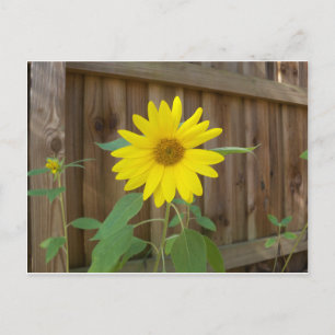 Carte Postale Tournesol jaune près d'une clôture marron