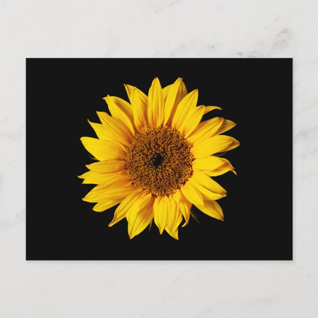 Carte Postale Tournesol Jaune sur Noir - Fleurs de Soleil Custom (Devant)