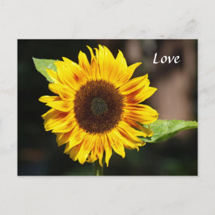 Carte Postale Tournesol jaune vif