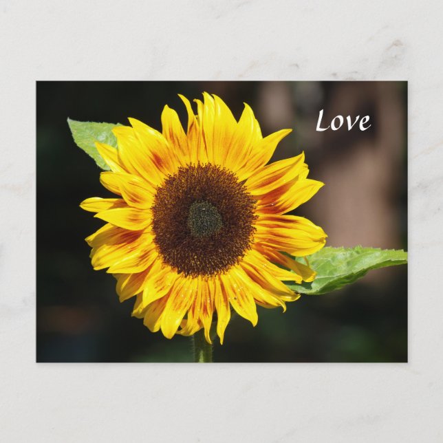 Carte Postale Tournesol jaune vif (Devant)