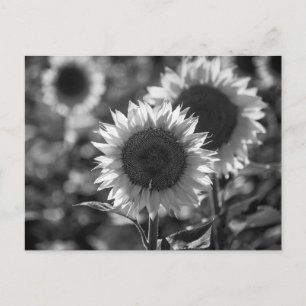 Carte postale Tournesol NB