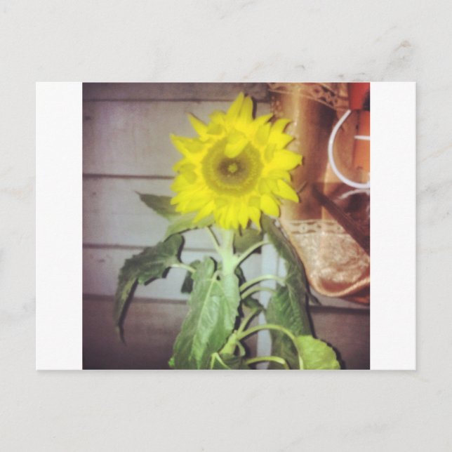 Carte Postale tournesol neuf dans l'après-midi (Devant)