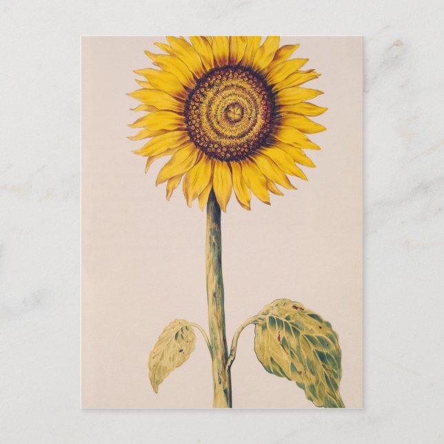 Carte Postale Tournesol ou Helianthus (Devant)