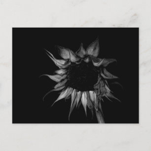 Carte Postale Tournesol - Photographie d'art