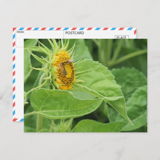 Carte Postale Tournesol pollinisant les abeilles (Devant / Derrière)