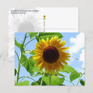 Carte Postale Tournesol radieux, Provence, France - 
