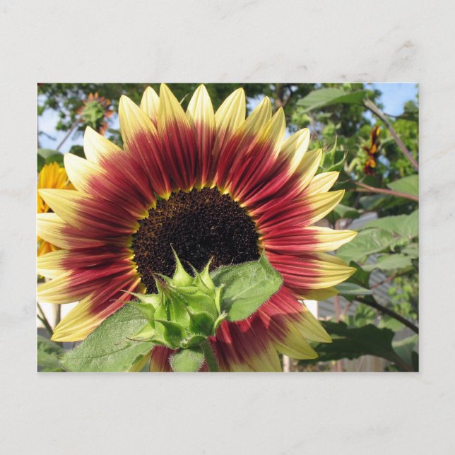 Carte Postale Tournesol Razzmatazz (Devant)