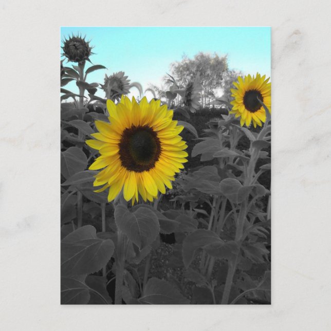Carte Postale Tournesol recolté (Devant)