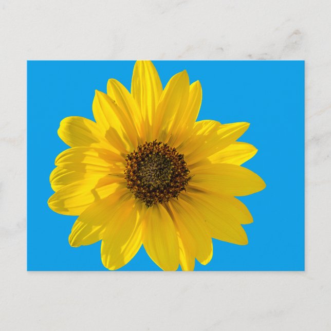 Carte Postale Tournesol rétroéclairé (Helianthus) (Devant)