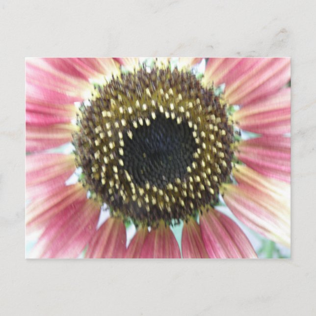 Carte postale Tournesol Rose (Devant)