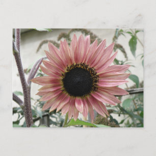 Carte Postale Tournesol rose pâle