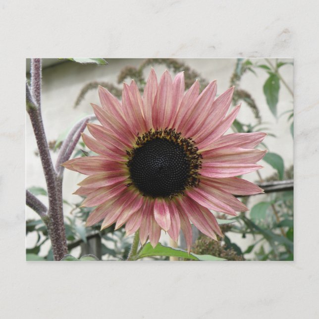Carte Postale Tournesol rose pâle (Devant)