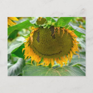 Carte Postale Tournesol souriant