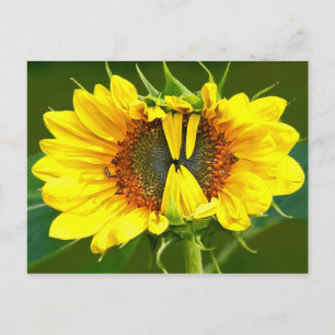 Carte Postale Tournesol souriant