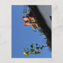 Tournesol sur le toit.