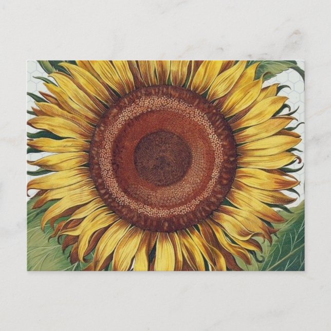 Carte Postale Tournesol Vintage Damas Fleur Art (Devant)