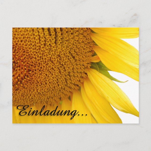 Carte Postale Tournesols (Devant)