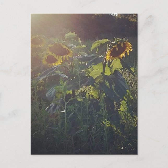 Carte Postale Tournesols (Devant)