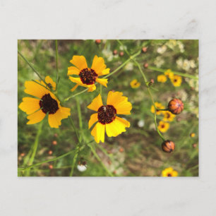 Carte Postale Tournesols