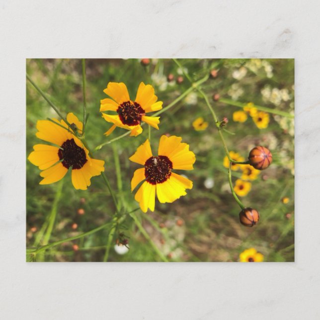 Carte Postale Tournesols (Devant)