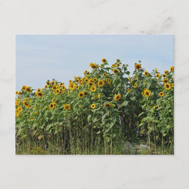 Carte Postale Tournesols (Devant)
