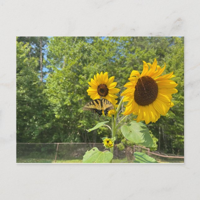 Carte Postale Tournesols (Devant)