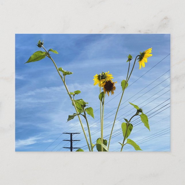 Carte Postale Tournesols (Devant)