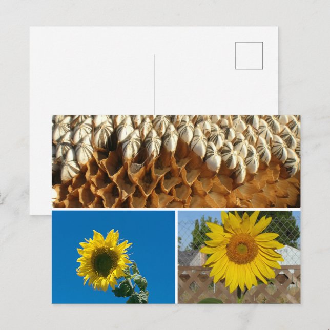 Carte postale - Tournesols (Devant / Derrière)