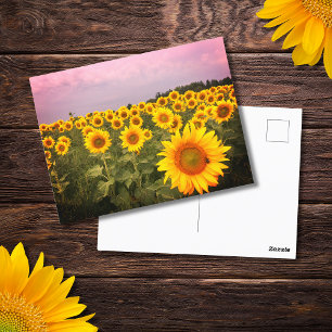 Carte Postale Tournesols colorés Photo Pays Photographie