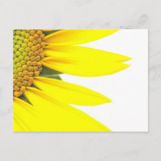 Carte Postale Tournesols de printemps