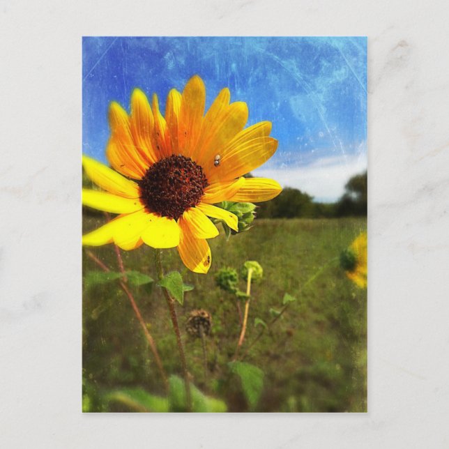Carte Postale Tournesols du Texas par Jill (Devant)
