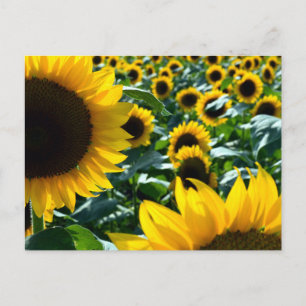 Carte Postale Tournesols (himawari) : Japon