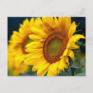 Carte Postale Tournesols Jaune Floral - Bonjour, Amour, Merci