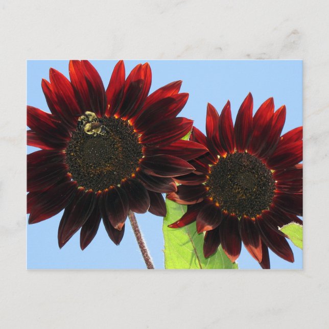 Carte Postale Tournesols Queen Velvet (Devant)