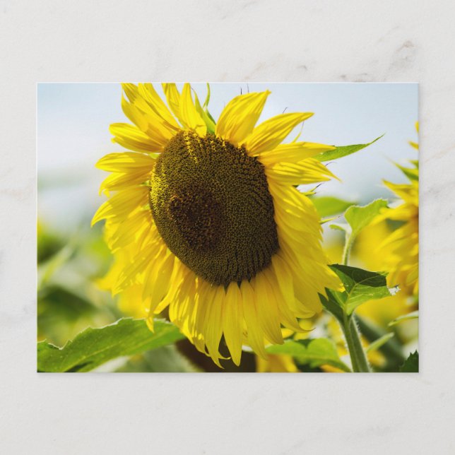 Carte postale - Tournesols Secrets d'été (Devant)