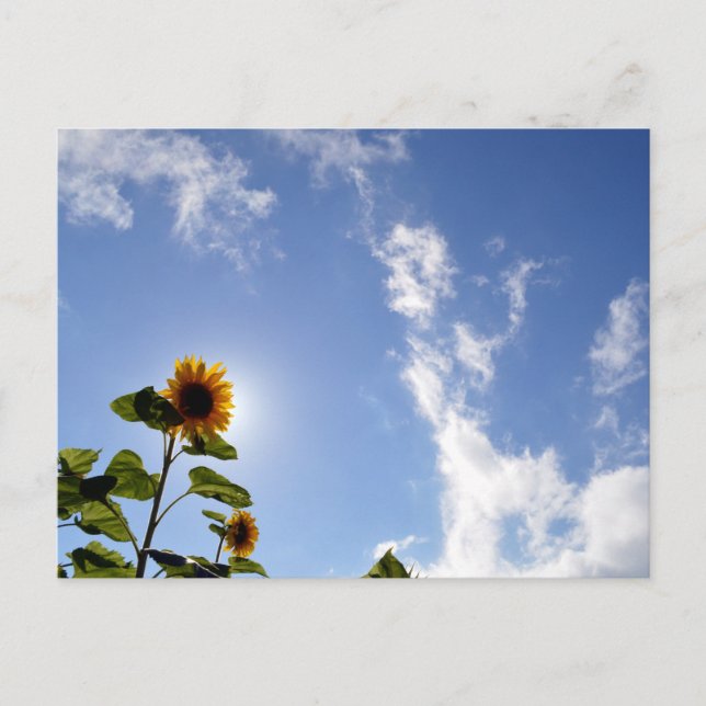Carte Postale Tournesols & Soleil (Devant)