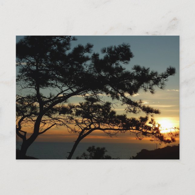 Carte Postale Tourrey Pine Sunset I California Paysage (Devant)