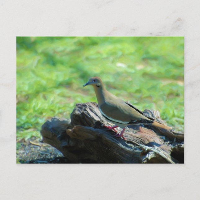 Carte Postale Tourterelle blanche (Devant)