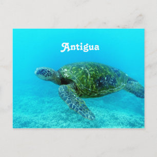 Carte Postale Tourterelle d'Antigua Hawk