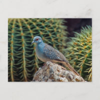 Tourterelle diamant ( Geopelia Cuneata )