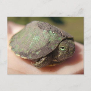 Carte Postale Tourterelle Hatchling