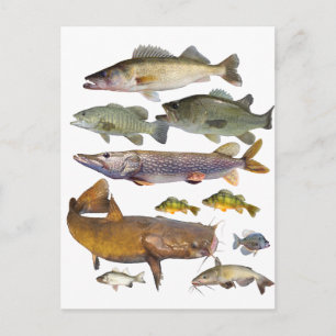 Carte Postale tous les poissons de gibier