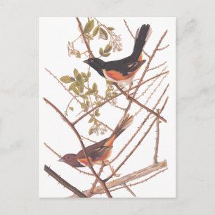 Carte Postale Towee Bunting Audubon Black and Orange Song Birds