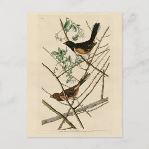 Carte Postale Towee Bunting (Eastern Towee) des oiseaux d'Audubo